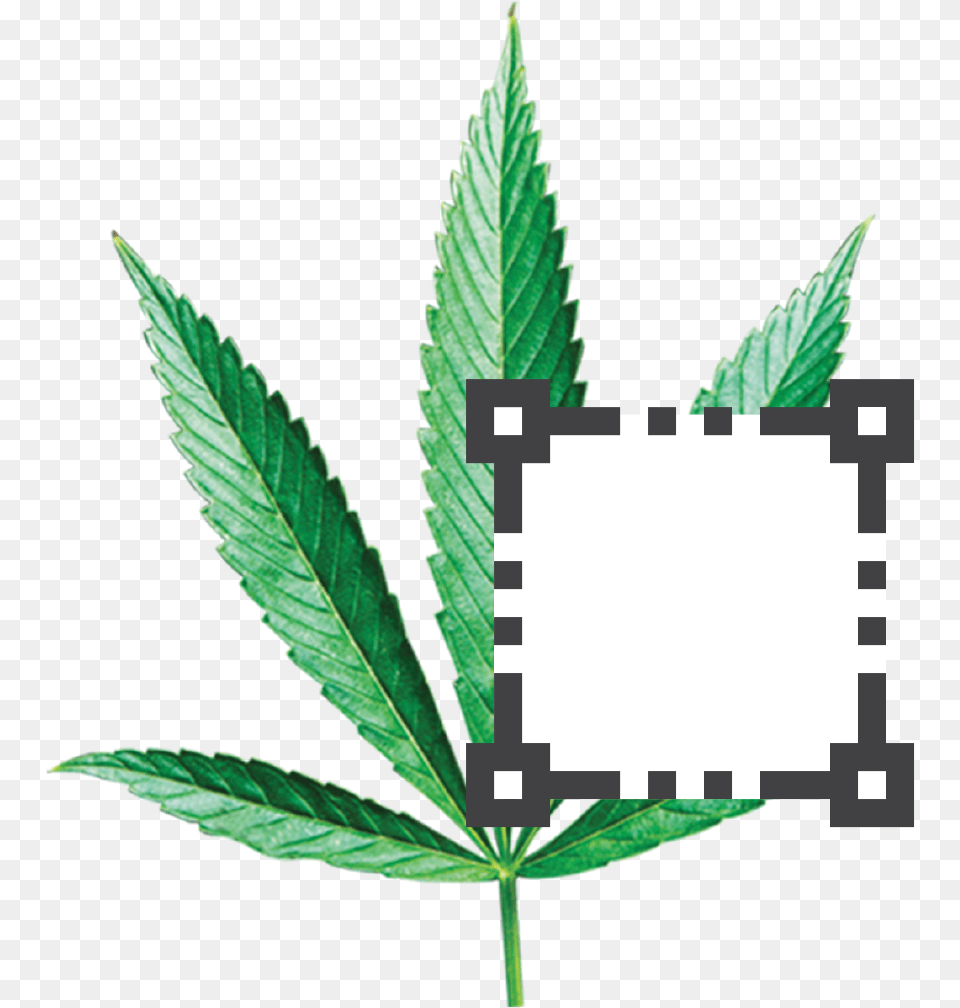 Super Mario Note Block, Leaf, Plant, Hemp, Weed Png Image