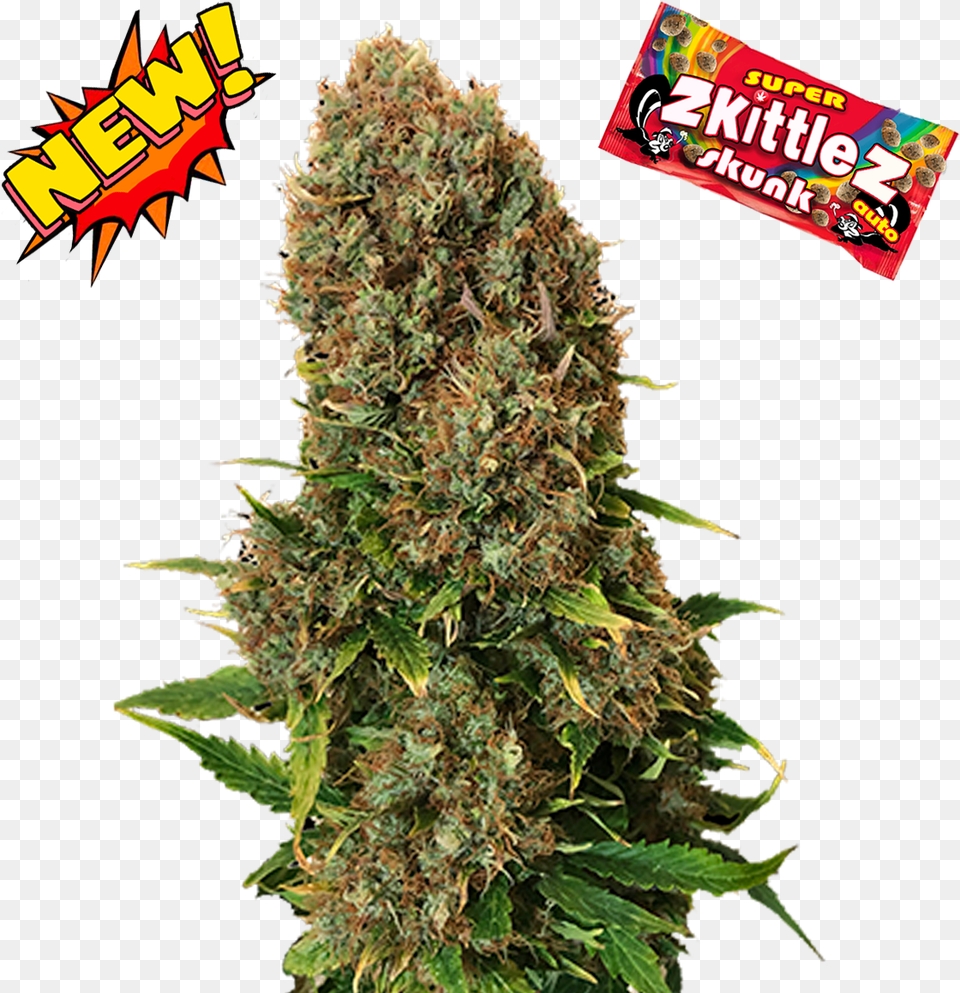 Super Zkittlez Skunk Crop, Plant, Weed, Hemp, Grass Free Png Download
