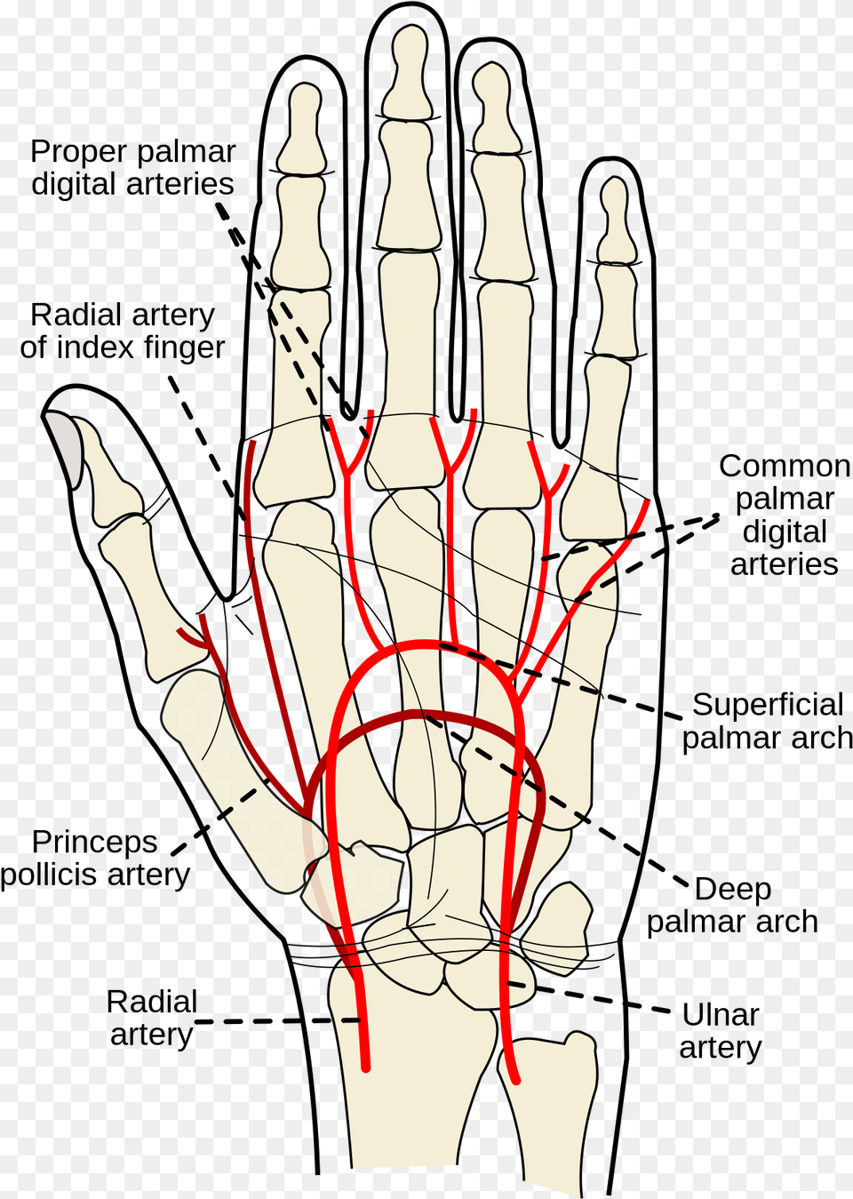 Superficial Palmar Arch Wikipedia Bones And Tendons Right Hand, Chess, Game Png Image