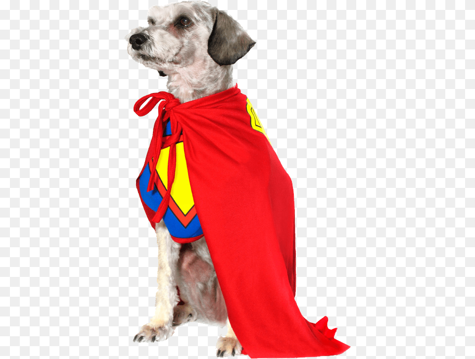 Superhero Cape Hd Super Hero Dog, Clothing, Animal, Mammal, Canine Free Png Download