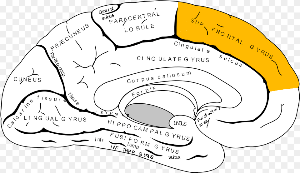 Superior Frontal Gyrus, Baby, Person, Text, Diagram Png Image