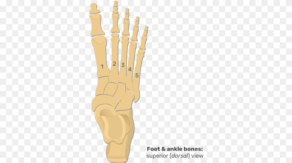 Superior View Of The Foot And Ankle Bones Proximal Phalanx In Foot, Body Part, Chess, Game, Hand Png Image