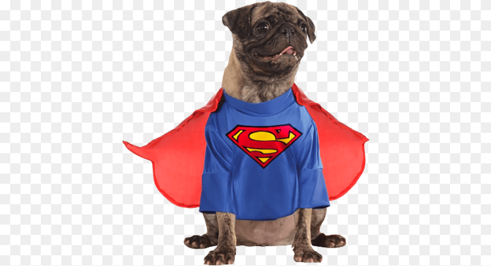 Superman And Lois Lane Dc Comics Superman Classic Costume For A Dog, Animal, Canine, Mammal, Pet Png Image