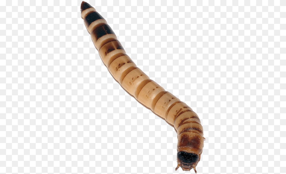 Superworms Look Very Similar To Mealworms But They Worms That Bearded Dragons Eat, Animal, Invertebrate, Worm, Smoke Pipe Free Png Download