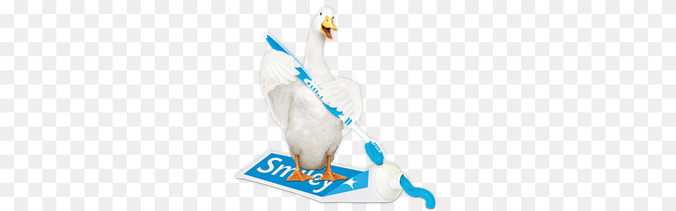 Supplemental Individual Dental Insurance Policy Aflac, Brush, Device, Tool, Animal Png Image