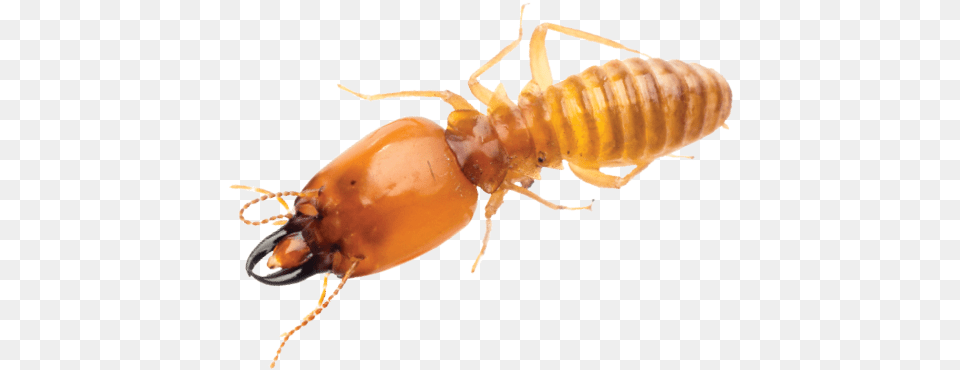 Suppliers And Pmps If You Have A Termite Control Product, Animal, Insect, Invertebrate Free Transparent Png