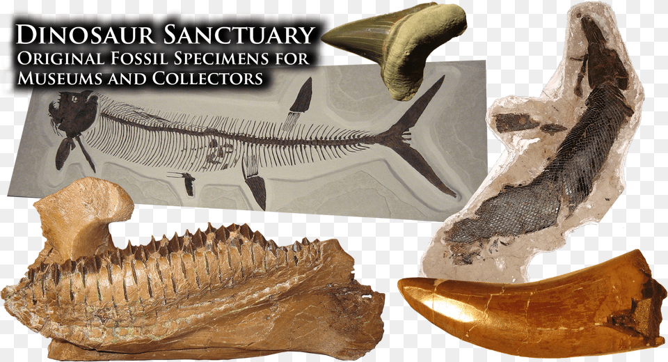 Supplying The World S Finest Museums With Fossil Specimens Museum, Animal, Dinosaur, Reptile, Accessories Png Image