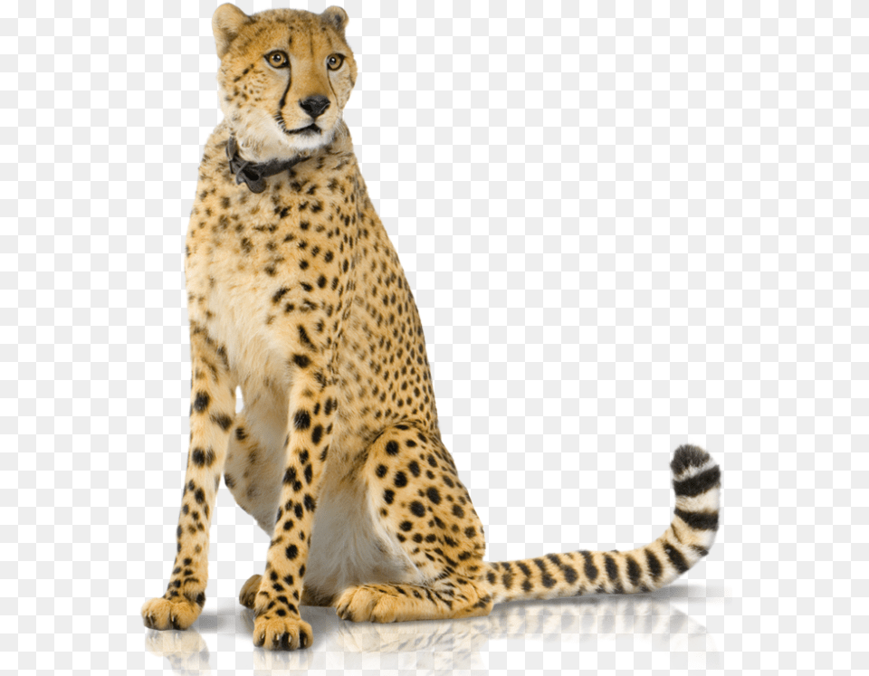 Support Panel 2 Hd Sitting Cheetah White Background, Animal, Mammal, Wildlife Free Transparent Png