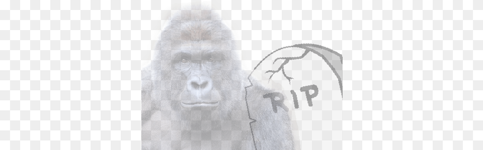 Support This Campaign By Adding To Your Profile Picture Harambe The Gorilla Mask By Rapmasks 12quot X 9quot Waterproof, Animal, Ape, Mammal, Wildlife Free Transparent Png