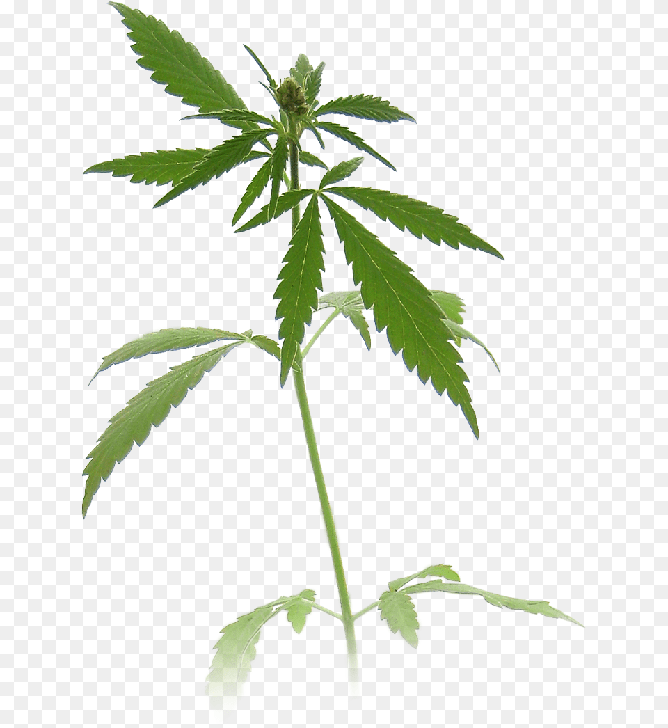 Supported By More Than 30 Years Of Documented Large Scale Marijuana Plant Pill Box, Leaf, Hemp Free Transparent Png