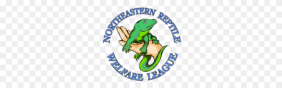 Supporters Clipart General Welfare, Animal, Green Lizard, Lizard, Reptile Free Png Download