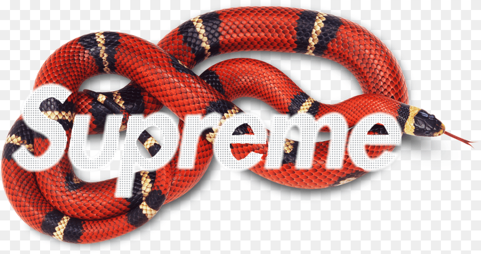 Supreme, Animal, King Snake, Reptile, Snake Free Png Download