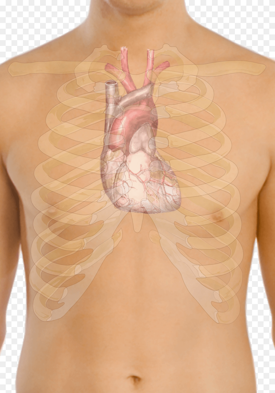 Surface Anatomy Of The Heart Clipart, Back, Body Part, Person, Skin Png