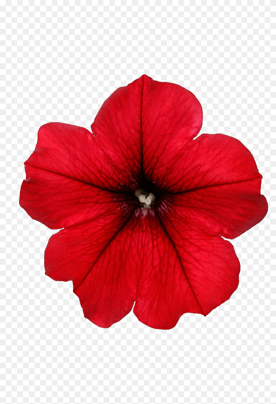 Surfinia Table Dark Red Red Petunia, Flower, Geranium, Petal, Plant Free Transparent Png