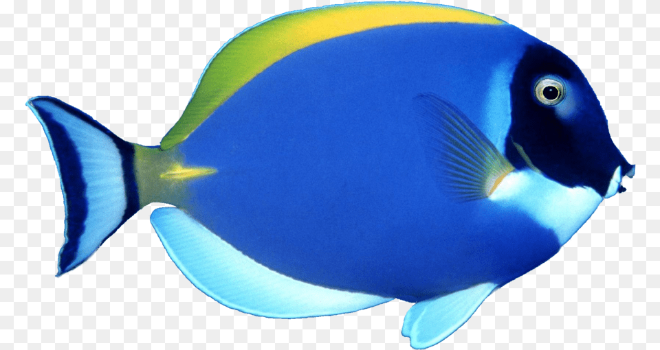 Surgeonfish Background, Animal, Fish, Sea Life Free Transparent Png