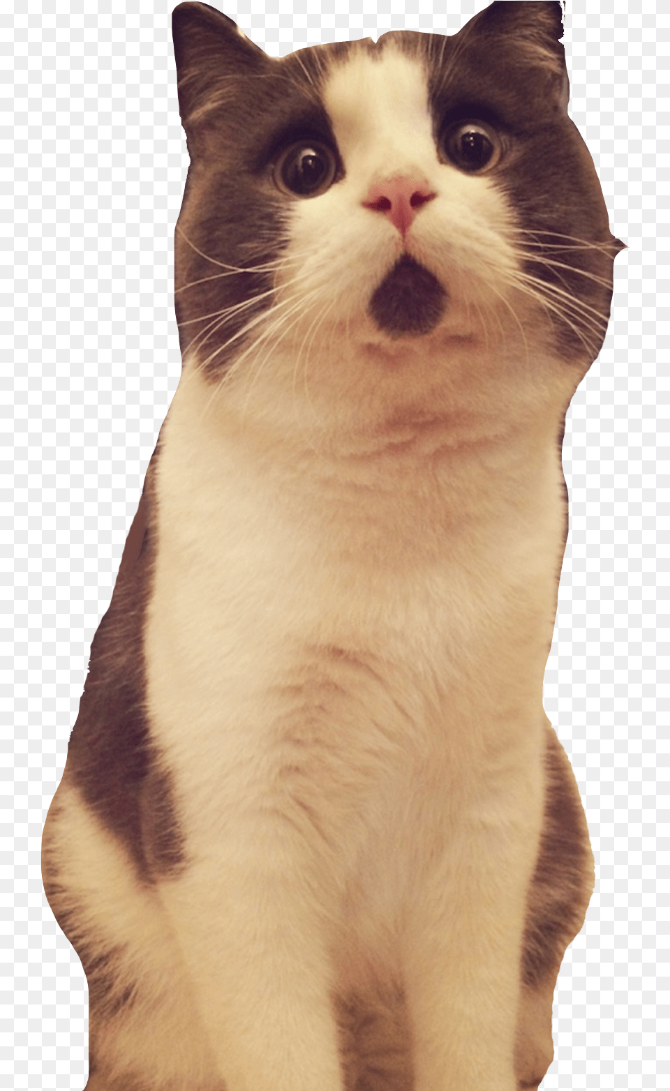 Surprised Cat Background, Animal, Mammal, Pet, Manx Free Transparent Png