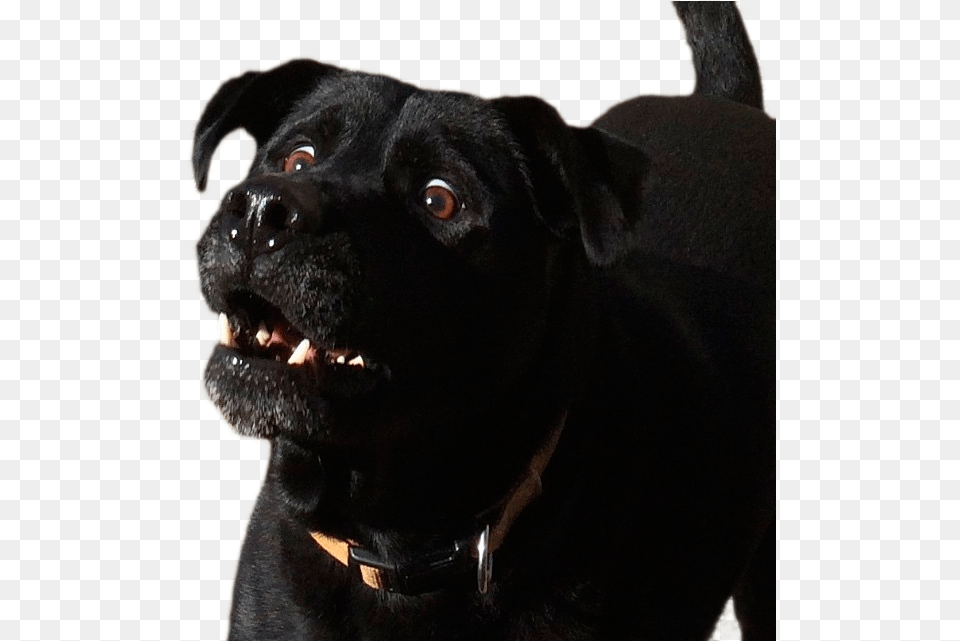 Surprised Dog Dog, Animal, Canine, Mammal, Pet Free Transparent Png