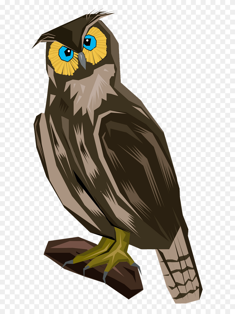 Surprised Owl Clipart, Animal, Beak, Bird, Person Free Png Download