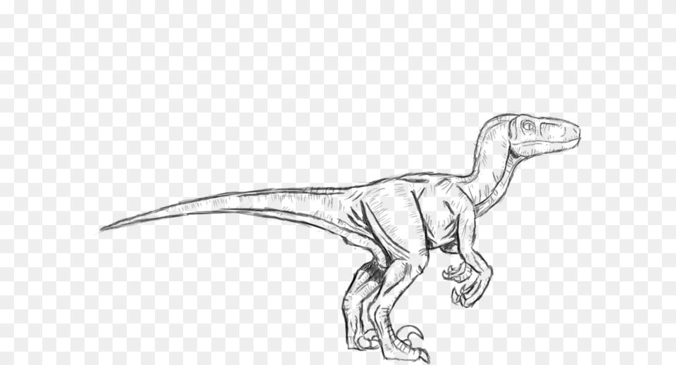 Surprising Jurassic Park Velociraptor Sketch, Gray Png Image