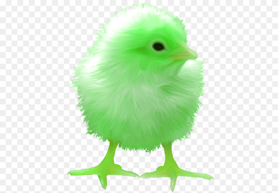 Surreal Memes Wiki Raven Chick, Animal, Bird, Fowl, Poultry Free Png Download
