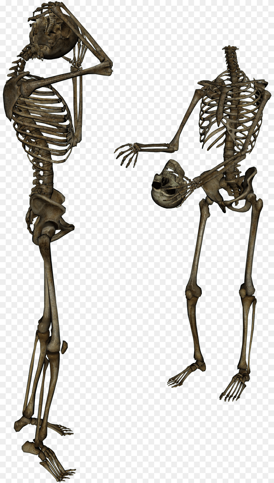 Surrenderdorothy Skeleton, Person, Animal, Bird Png