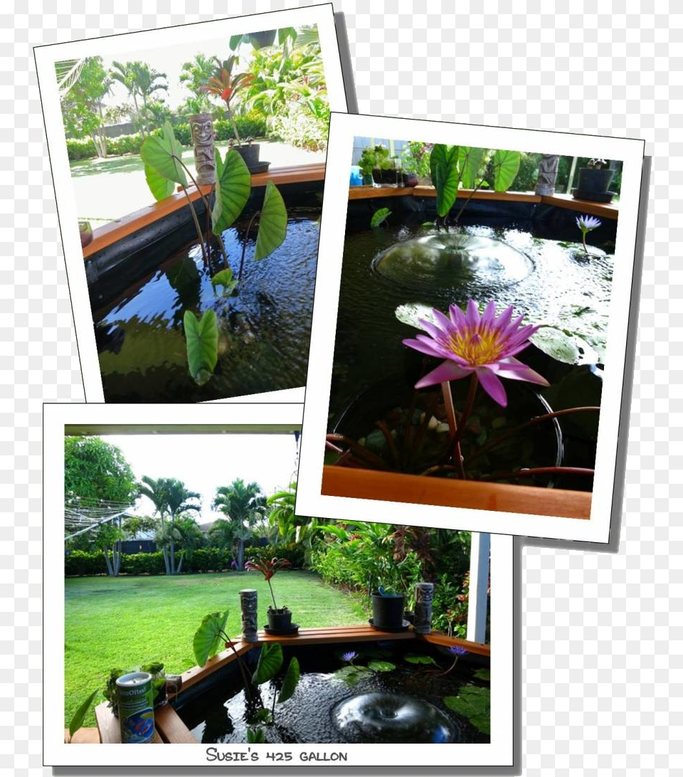 Susie 425 Gal 3 Large Water Lily, Yard, Petal, Plant, Planter Png