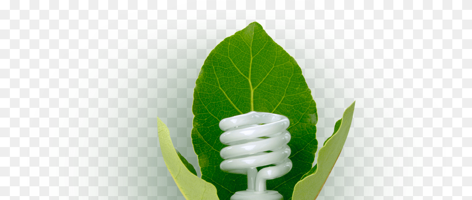 Sustainability Light Bulb Houseplant, Leaf, Plant, Coil, Spiral Free Png Download