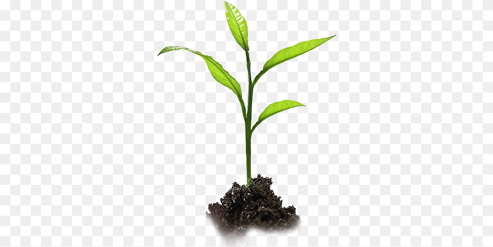 Sustainability Tree Plant Growing, Soil, Leaf, Sprout Free Png
