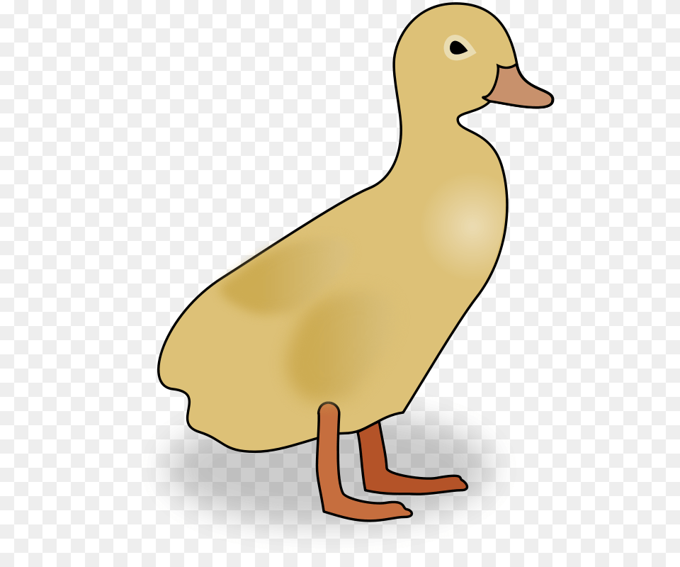 Sutrannu Duckling, Animal, Bird, Duck, Waterfowl Free Png Download