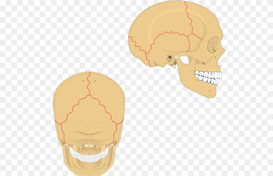 Sutures Of The Skull Unlabeled, Head, Person, Body Part, Mouth Free Transparent Png