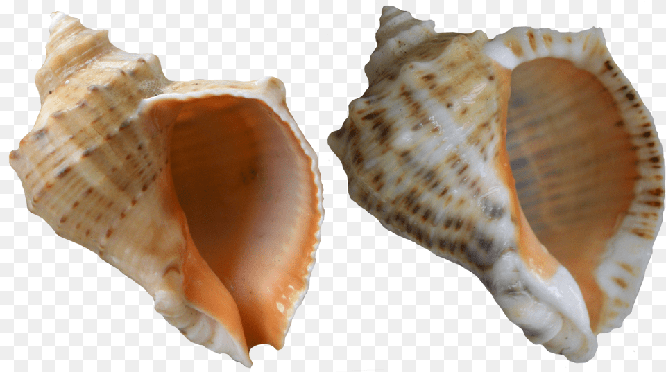 Svg Black And White Download Rapana Shells Clip Shells, Animal, Invertebrate, Sea Life, Seashell Free Transparent Png