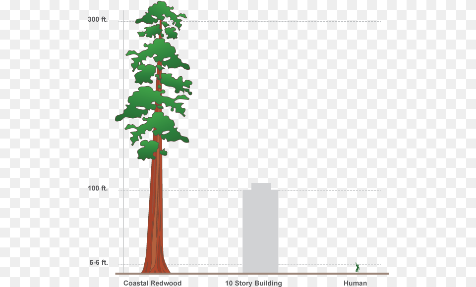 Svg Design Interactive Infographics In Adobe Edge 100 Ft Vs Human, Tree, Plant, Vegetation, Conifer Free Transparent Png
