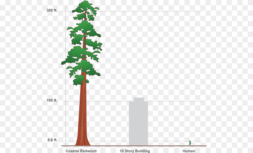 Svg Design Interactive Infographics In Adobe Edge Redwood Tree Compared To Human, Plant, Vegetation, Conifer, Woodland Png