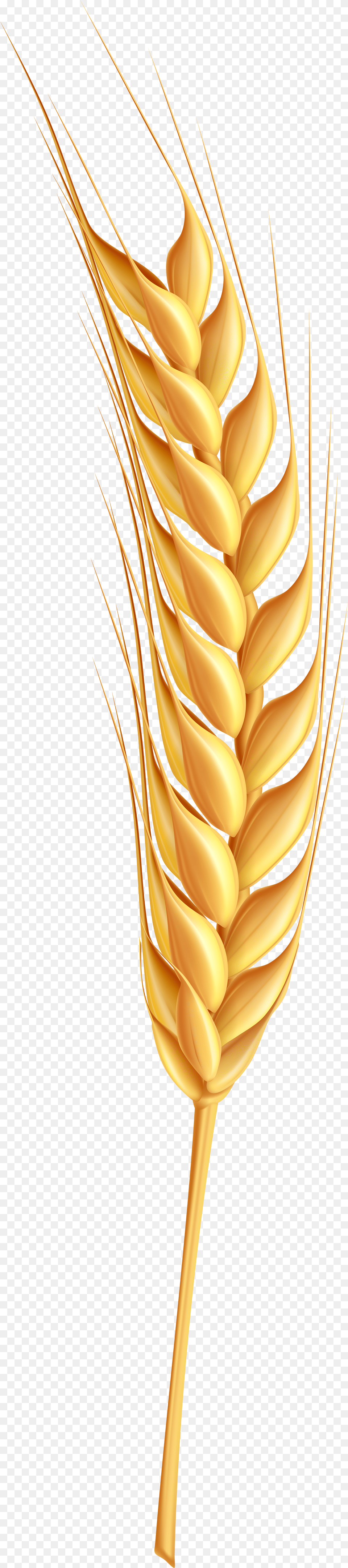 Svg Download Ear Of Wheat Clipart Coeliac Disease What You Need To Know Png Image