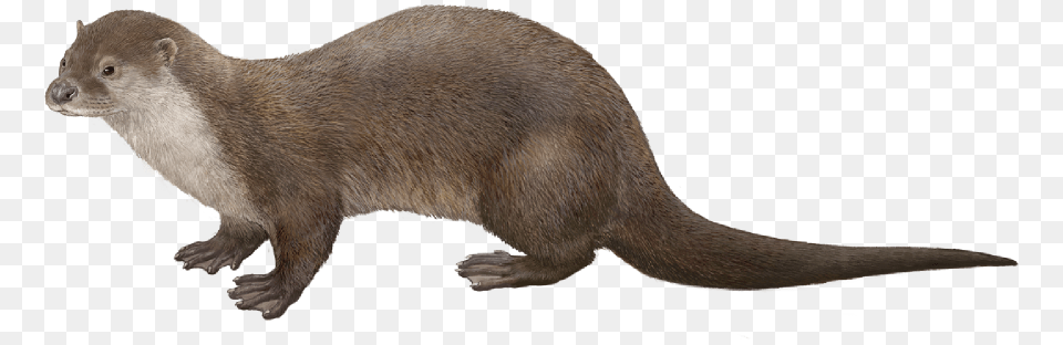 Svg Stock High Mountain Rivers And Streams Limno River Otter, Animal, Mammal, Wildlife, Bear Free Png Download