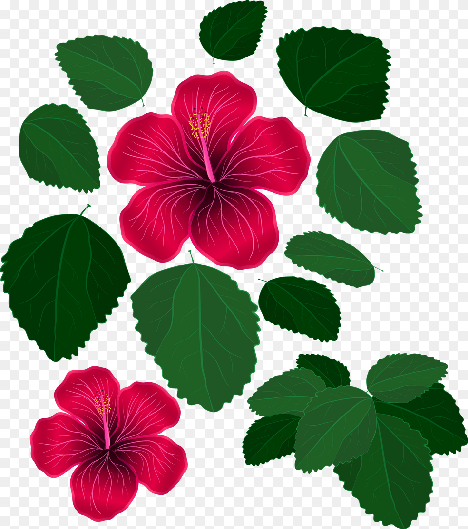 Svg Freeuse Library And Leaves For Decorations Leaves And Flowers Clipart, Flower, Plant, Geranium, Hibiscus Free Transparent Png