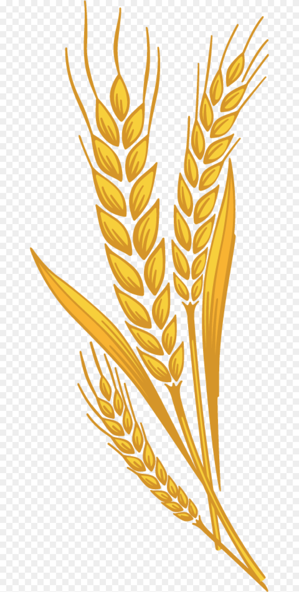 Svg Freeuse Library Barley Vector Spike Wheat Wheat Spike Clipart, Food, Grain, Produce Free Png Download