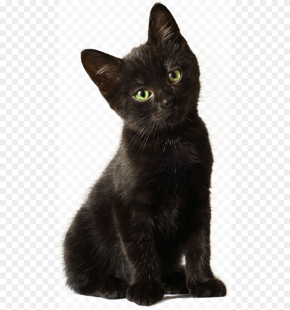 Svg Library For Download On Mbtskoudsalg Black Kitten Transparent, Animal, Cat, Mammal, Pet Free Png