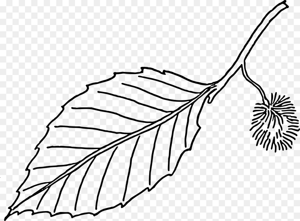 Svg Library Library Beech Leaf Big Leaf Clip Art Black And White, Gray Free Transparent Png
