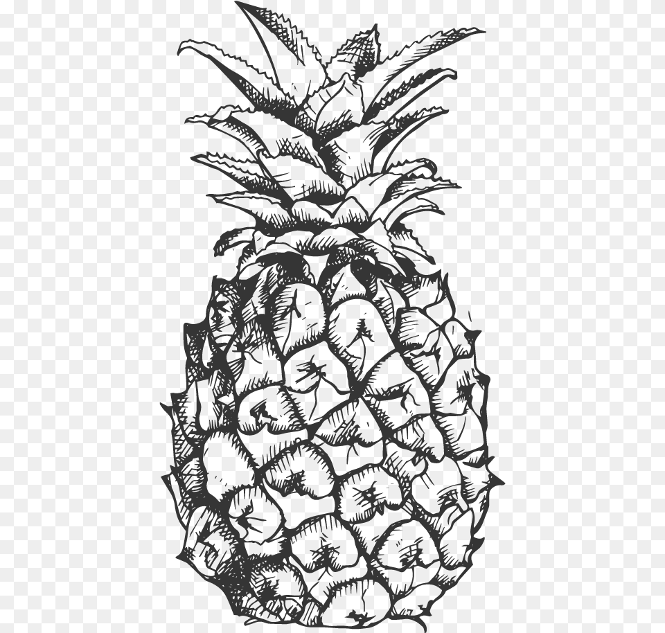 Svg Library Library Pinapple Drawing Sketch Frutas A Blanco Y Negro, Art, Person, Stencil Free Png