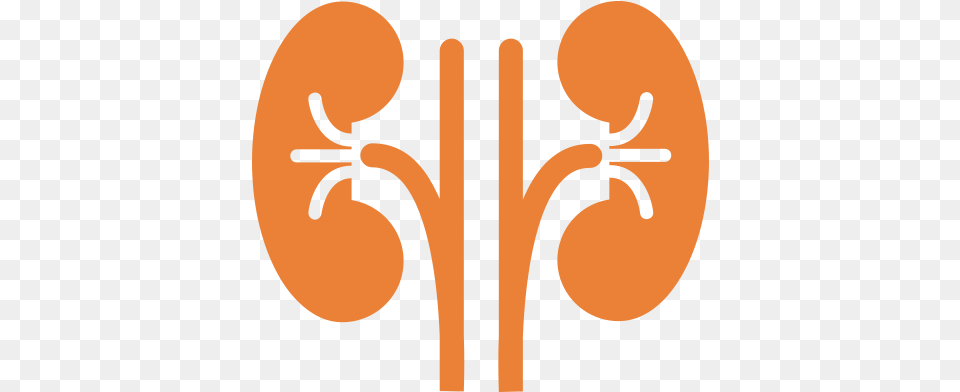 Svg Library Stock Kidney Clipart Nephrologist Nephrologist, Cello, Musical Instrument Free Transparent Png