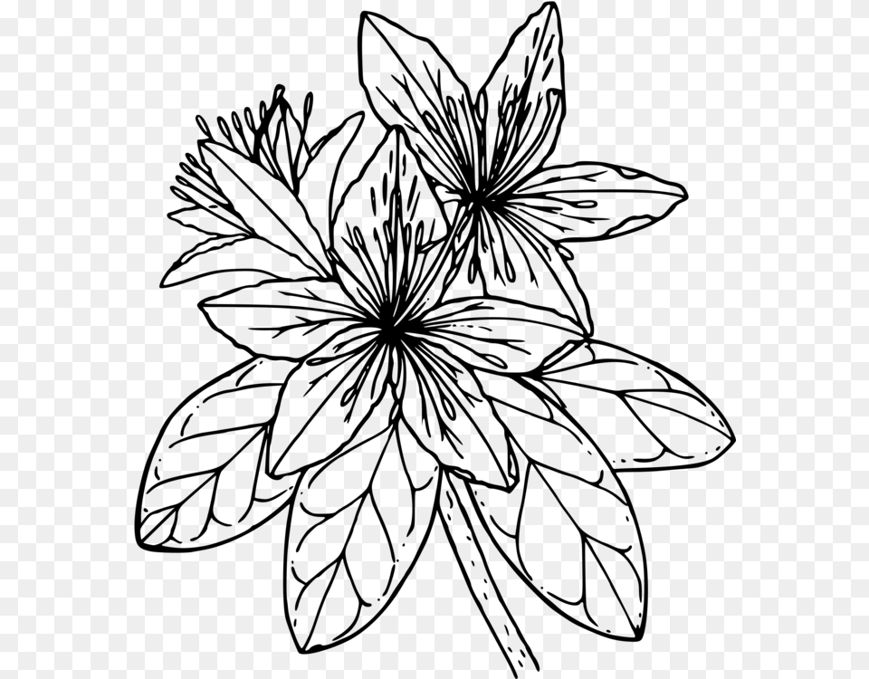 Svg Library Stock Line Art Rhododendron Commercial Azalea Flower Clipart Black And White, Gray Free Transparent Png