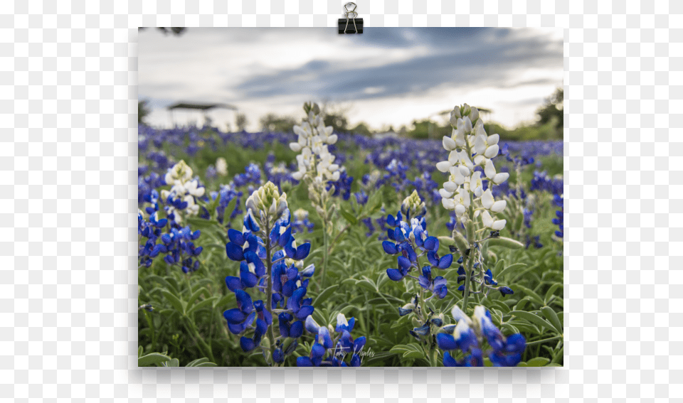 Svg Library Stock Sunset Authentic Texan Texas Hill Country, Flower, Geranium, Iris, Lupin Free Png