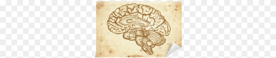 Svg Royalty Cursory Brain On Paper Brain Sketch, Art Free Png