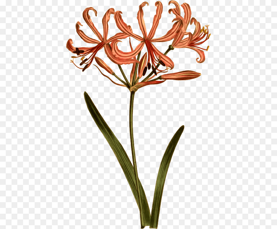 Svg Royalty Download Amaryllis Drawing Halloween Botanical Illustration, Amaryllidaceae, Anther, Flower, Plant Free Png