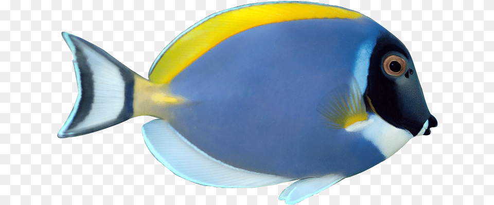 Svg Royalty Free Download Masked Downloads Tropical Powder Blue Tang, Animal, Fish, Sea Life, Surgeonfish Png