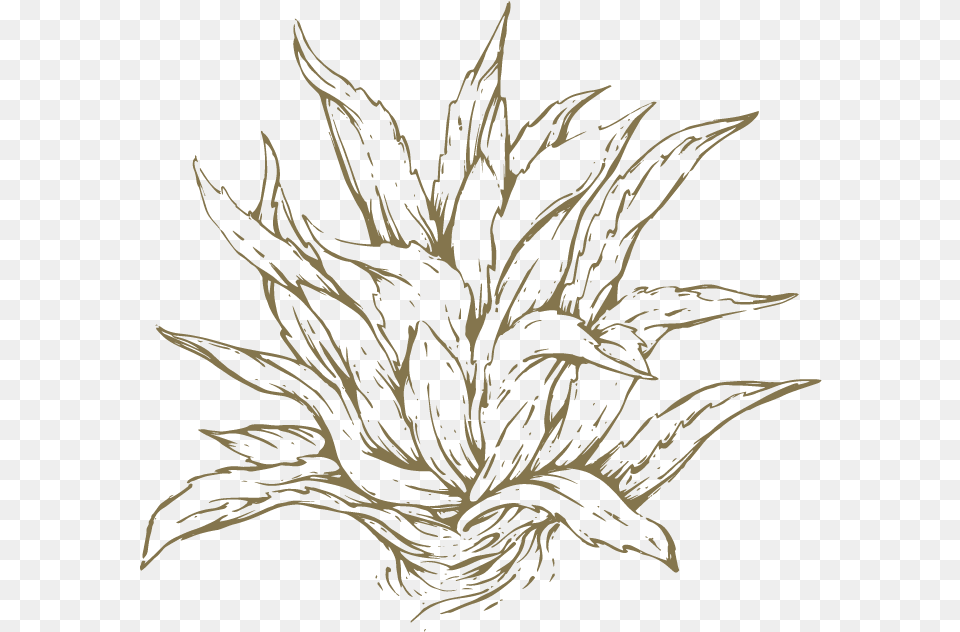 Svg Stock Agave Vector Blue Sketch, Leaf, Plant, Art Png