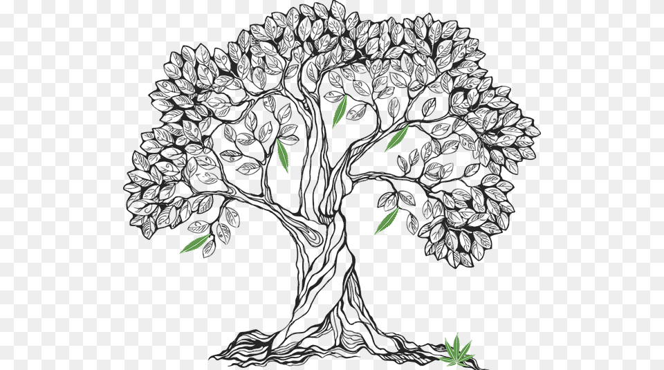 Svg Stock Bodhi At Getdrawings Com For Personal Realistic Oak Tree Drawing, Art, Plant, Chandelier, Lamp Free Png