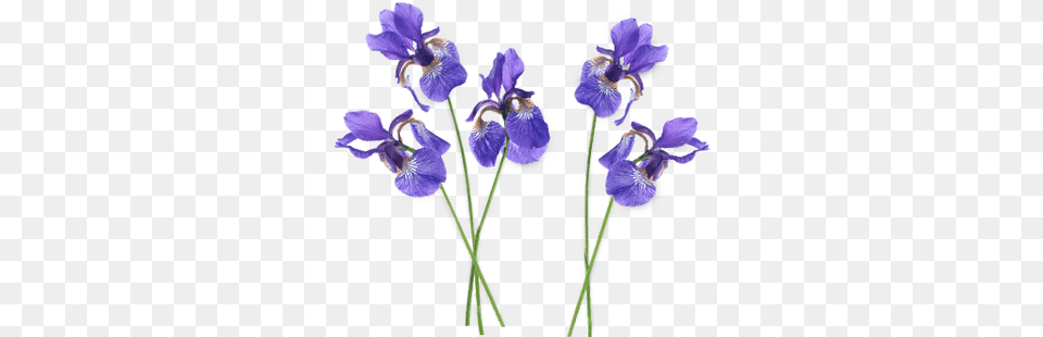 Svg Stock Lavender Clipart Purple Iris Flower, Plant, Petal Png Image