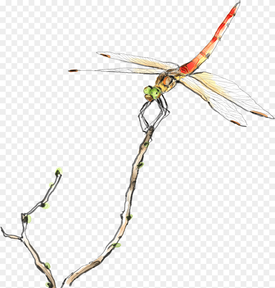 Svg Stock Small For Download Dragonfly Graphic, Animal, Insect, Invertebrate Free Transparent Png